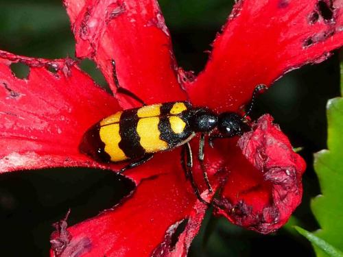 Réf. 236 810 : Hycleus sp.